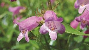 How To Grow And  Sell Penstemon