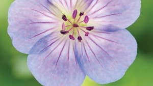 All About Geranium ‘Azure Rush’