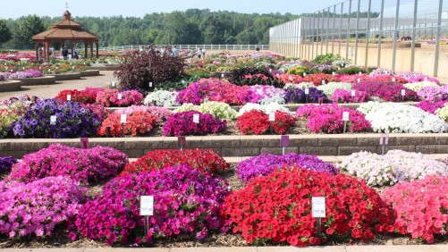 Metrolina Announces First Winner Of Its Plant Of The Year Contest