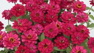 2013 Field Trial Results: Welby Gardens