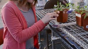 Breeding Perennials For Deer And Disease Resistance, Drought Tolerance