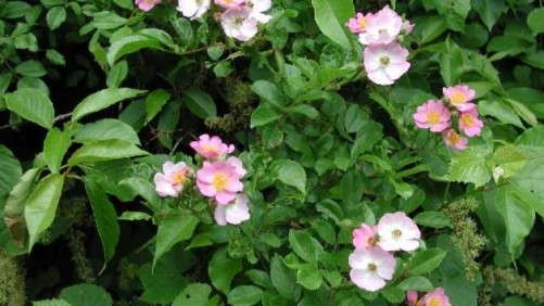 Reducing The Spread Of Rose Rosette Disease