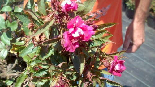 Download: Your Rose Rosette Questions Answered