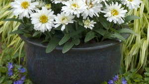 12 Perennials You Need To Grow