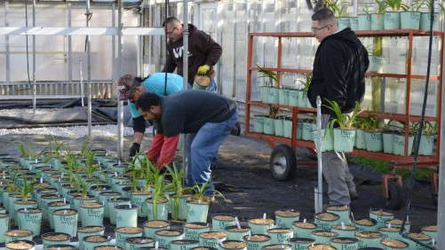 The State Of Labor In The Greenhouse Industry