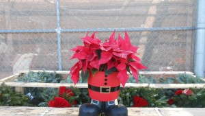 2012 Poinsettia Sales At Big Box Stores