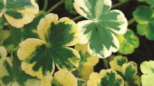 Hydrocotyle ranunculoides ‘Crystal Ball’  (Variegated Buttercup Pennywort)