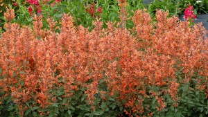 Terra Nova To Display 100-Cell Liner Perennials At California Spring Trials