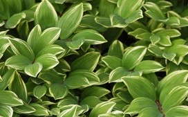 <i>Polygonatum Odoratum</i> ‘Variegatum’ Is The 2013 Perennial Plant of the Year