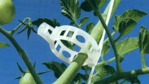 Labor Management Tips For Greenhouse Vegetables