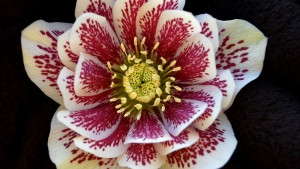 Reader Soundoff: Will Hellebore Be The Next Echinacea?