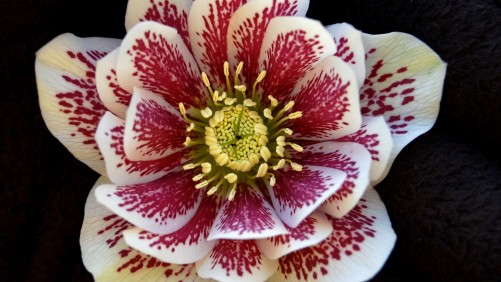Reader Soundoff: Will Hellebore Be The Next Echinacea?
