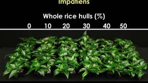 Using Parboiled Rice Hulls in Propagation Substrates