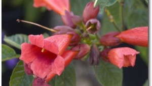 First Editions ‘Atomic Red’ Trumpet Vine Boasts Large Flowers