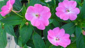 Redesigned SunPatiens Website Offers New Tools For Sakata Seed America Customers