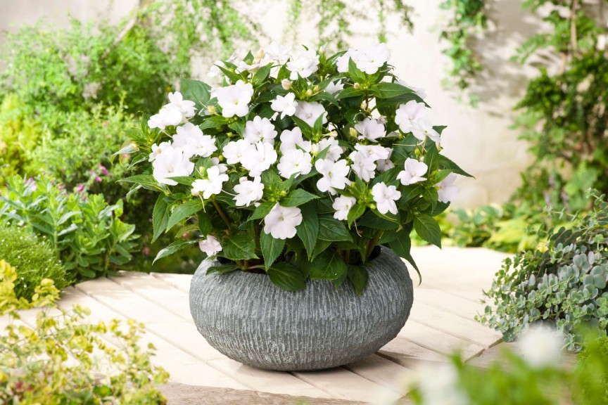 'SunPatiens White Improved' from Sakata (2015 D.S. Cole Growers Field Trials)