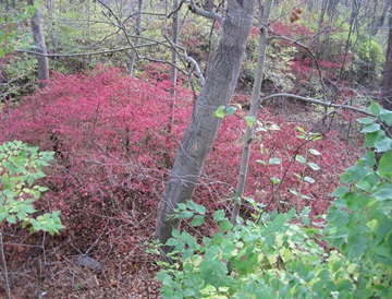 The Invasive Plant Issue