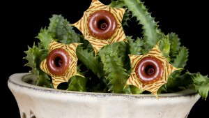 Logee’s Introduces New Fruiting, Rare And Tropical Plants For 2013