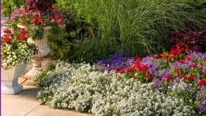 Heat Tolerance Sets New Alyssums Apart