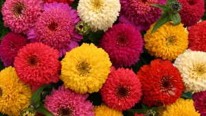 Know Your Grower: New Platform Brings Consumer Transparency to Horticulture