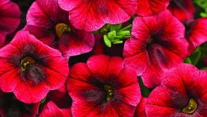 2013 Field Trial Results: Michigan State University