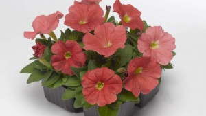 Spring Trials Sneak Preview: Syngenta