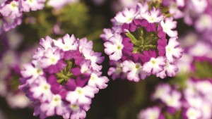 Syngenta Adds ‘Twister Red’ and ‘Twister Purple’ To Verbena Lanai Series