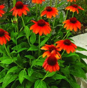 Echinacea 'Sombrero Flamenco Orange' from Darwin Perennials