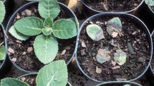 Greenhouse Diseases: Phytophthora