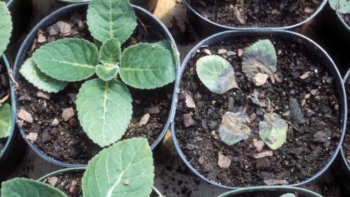 Greenhouse Diseases: Phytophthora