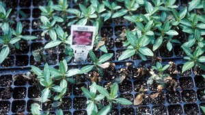 USDA Allocates $70 Million for Invasive Pest and Disease Research