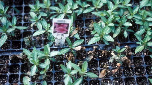 USDA Allocates $70 Million for Invasive Pest and Disease Research
