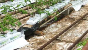 Irrigation And Fertilizer Tips For New Vegetable Growers