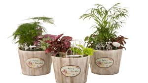 Hermann Engelmann Offers Container Fairy Gardens Through Walmart