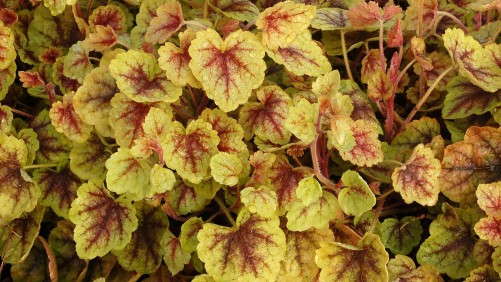 Terra Nova Nurseries Introduces New Heucherella Cascade Series