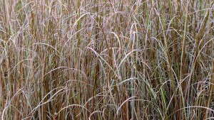 7 Grasses To Grow
