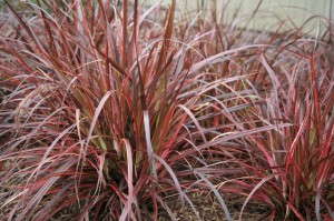 Popular Grass - Pennisetum 'Fireworks'  (Fountain Grass)