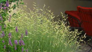 The Changing Face Of Ornamental Grasses
