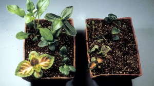 Greenhouse Diseases 101: Rhizoctonia
