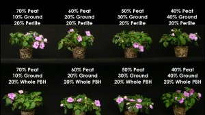 Using Parboiled Rice Hulls In Substrates to Finish  Greenhouse Crops