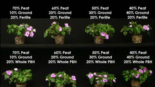Using Parboiled Rice Hulls In Substrates to Finish  Greenhouse Crops