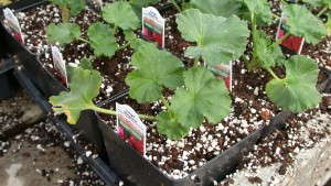 How PGRs Make You Money