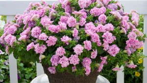 Tips for Growing Surfinia Summer Double Petunias