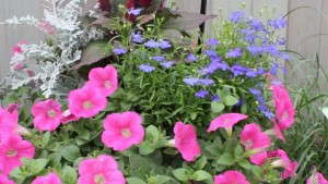 New One Touch Container Combos From Benary Simplify Planning And Planting