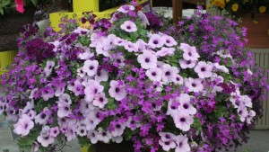 Proven Winners’ New Superbells, Syngenta’s Improving Kwik Kombos And More