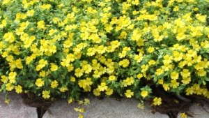 California Spring Trials 2013: Allan Armitage On Up-And-Coming Crops