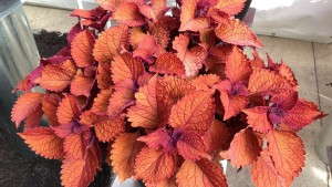 Our Favorite New Geraniums, Petunias And New Guineas From Dümmen, Plus Dümmen’s First Coleus [Photos]