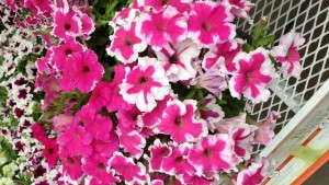 California Spring Trials 2013: Weird Petunia Colors