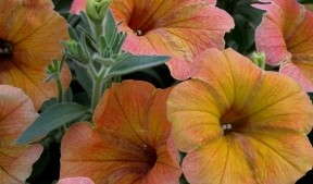 2013 Field Trial Results: Lucas Greenhouses