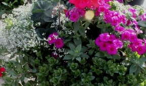 California Spring Trials 2013: Allan Armitage On His Favorites At Dümmen, Floranova and Skagit Gardens